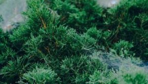 Konten Evergreen