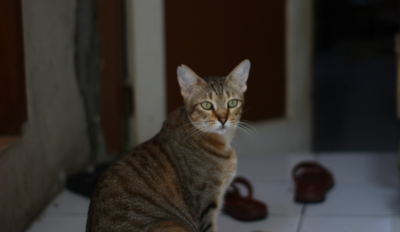 foto bokeh kucing
