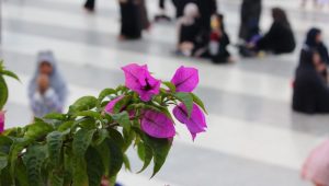 Contoh Foto Bokeh