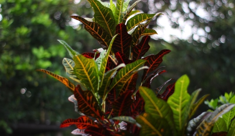 foto bokeh daun bunga